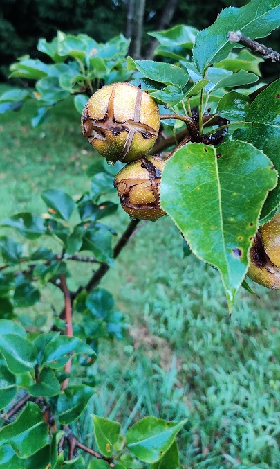 Japanese pears cracking.jpg